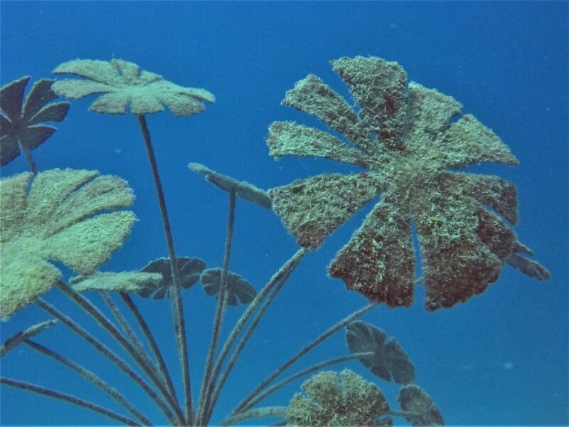 Townsville & Magnetic Island: MOUA & Reef Snorkel Experience - Practical Details and Tips