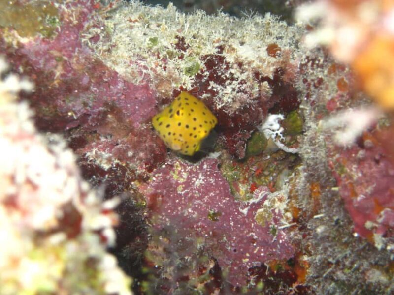 Townsville & Magnetic Island: Reef Explorer Snorkel Trip - FAQs