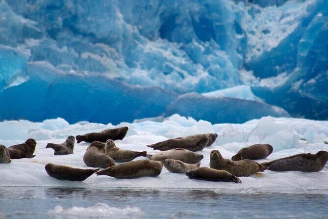 Tracy Arm Fjord and Glacier Explorer from Juneau - The Sum Up