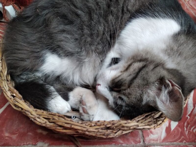 Traditional Basketry Workshop - The Itinerary and What Youll Do