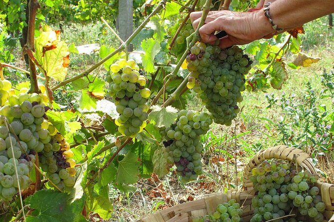 Traditional Cooking Class, Farm Tour & Lunch in the Douro Valley - What to Expect on the Tour