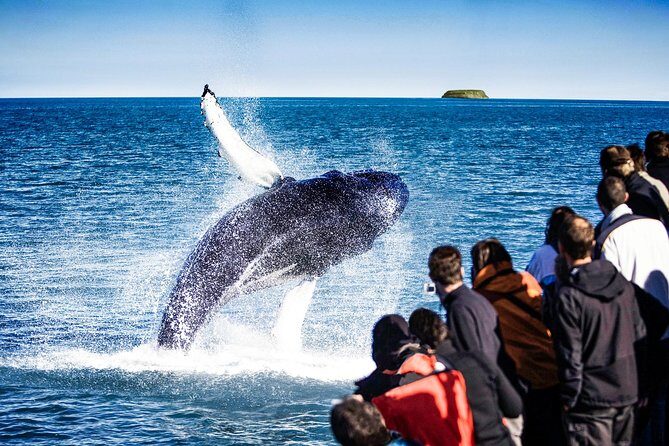 Traditional Oak Ship Whale Watching Tour From Husavik - The Experience: What to Expect on the Traditional Oak Ship Whale Watching Tour