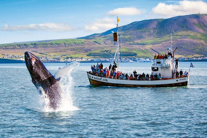 Traditional Oak Ship Whale Watching Tour From Husavik - Final Recommendation