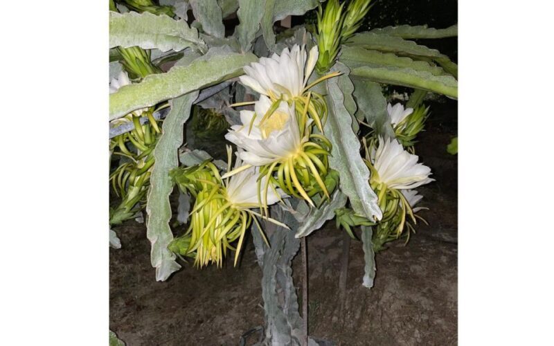 Traditional Olive Grove and Dragon Fruit Farm Tour - What You Can Expect from This Crete Farm Tour