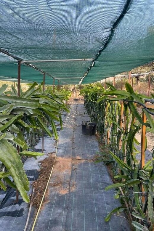 Traditional Olive Grove and Dragon Fruit Farm Tour - Authentic Tasting and Shopping Opportunities