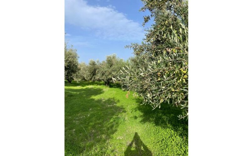 Traditional Olive Grove and Dragon Fruit Farm Tour - Who Will Love This Tour?