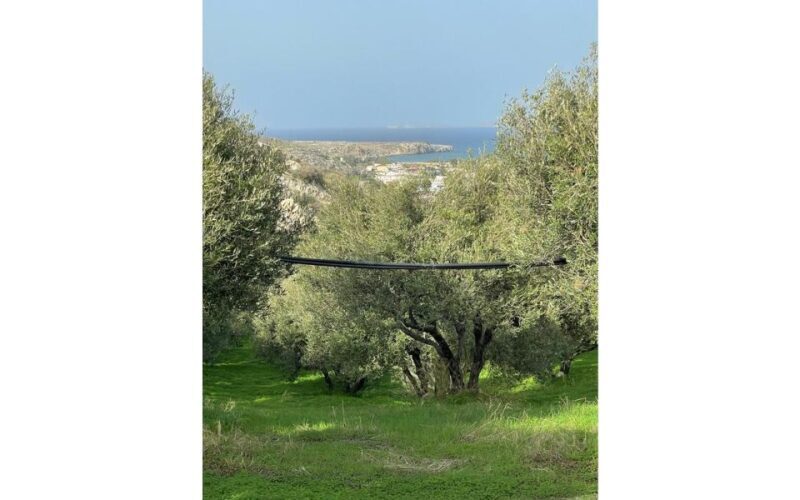 Traditional Olive Grove and Dragon Fruit Farm Tour - The Sum Up: Is It Worth It?