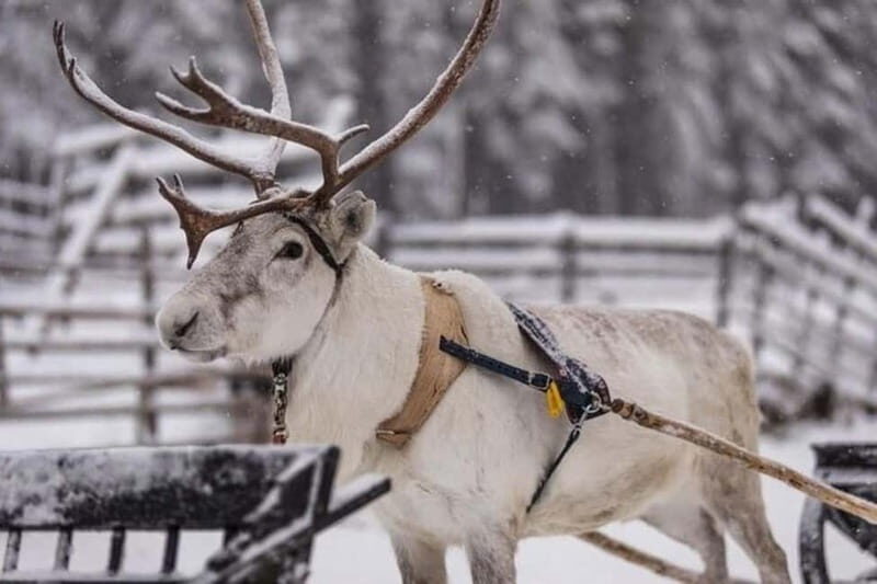 Traditional Reindeer Farm Visit with a Short Sleigh Ride - The Route and What to Expect