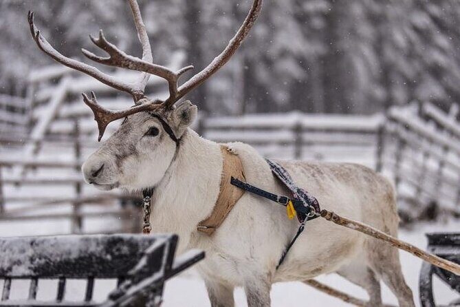 Traditional Reindeer Farm Visit with a Short Sleigh Ride - How the Experience Feels and What You Get