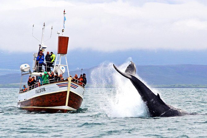 Traditional Whale Watching from Húsavík by Local Family Company - What Makes This Tour Stand Out?