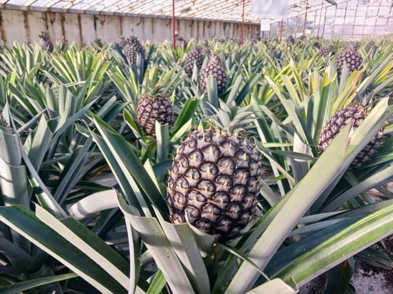 Traditions & Flavors of São Miguel - How the Tour Is Structured