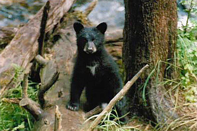 Traitors Cove Bear Viewing - Exploring the Traitors Cove Bear Viewing Tour: A Genuine Look