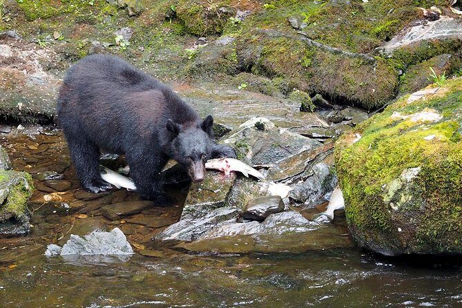 Traitors Cove Bear Viewing - The Itinerary in Detail: What You Can Expect