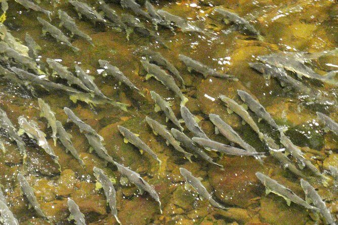 Traitors Cove Bear Viewing - Who Will Love This Tour?