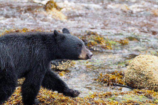 Traitors Cove Bear Viewing - Final Thoughts