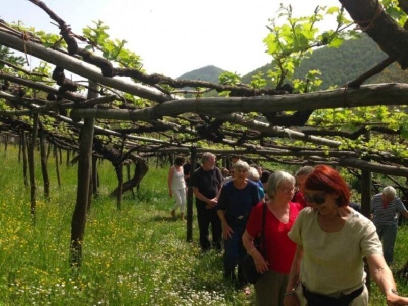 Tramonti: Tenuta San Francesco Wine Tasting - Key Points