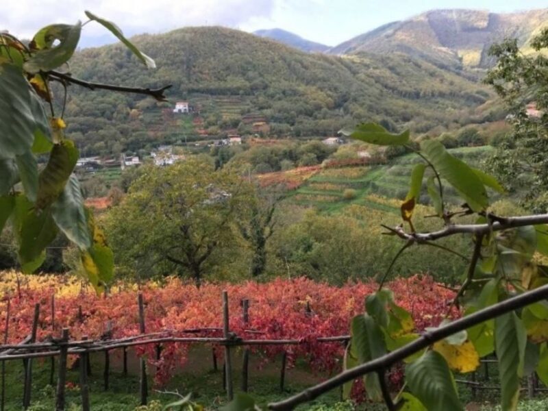 Tramonti: Tenuta San Francesco Wine Tasting - Who Will Enjoy This Tour?