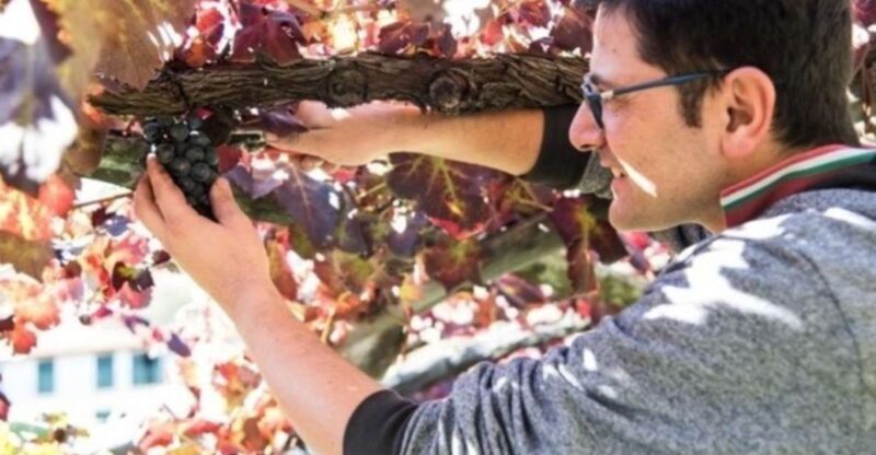 Tramonti: Vineyard & Winery Tour with Tasting & Appetizers - Key Points