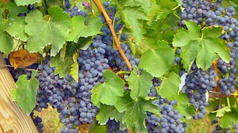 Trani Wine Tours: Flavors of Puglia - What’s in the Price