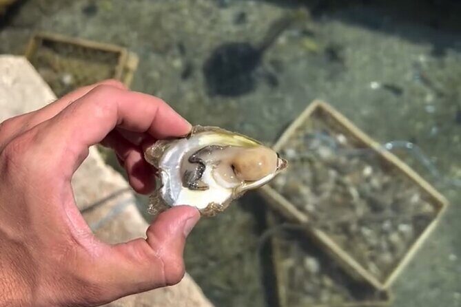 Transfer from Split to Dubrovnik with Stop at the Oyster Farm - Authentic Traveler Insights