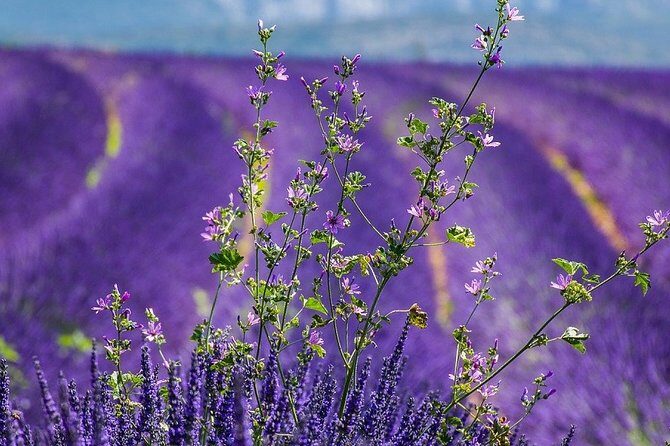 Transfer Marseille Airport Cruise Port Terminal - Limitations and Considerations