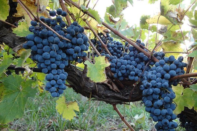 Transfer Niagara-on-the-Lake, Canada to Toronto, Canada (Downtown) - Final Thoughts