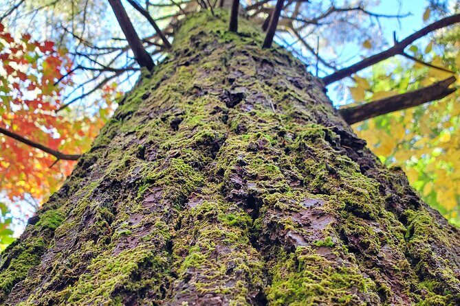 Transformative Forest Escape: A Mindful Journey for Inner Calm - What the Experience Involves