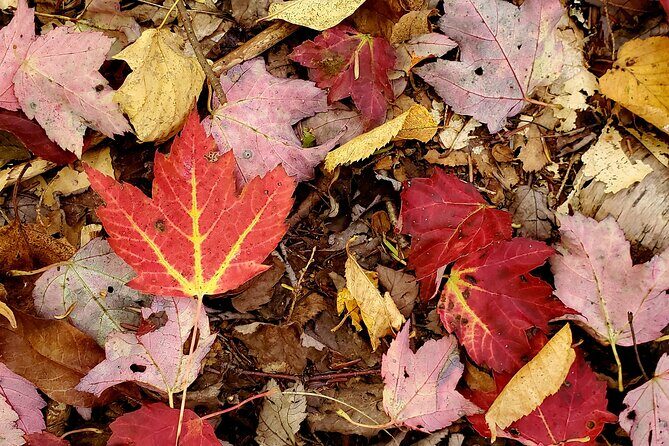 Transformative Forest Escape: A Mindful Journey for Inner Calm - Downsides and Considerations