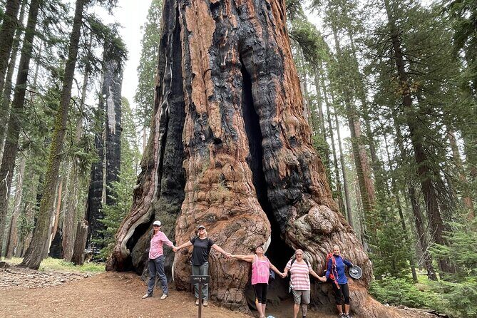 Transformative Outdoor Day Retreat Among the Giant Sequoias - Real Travelers’ Feedback