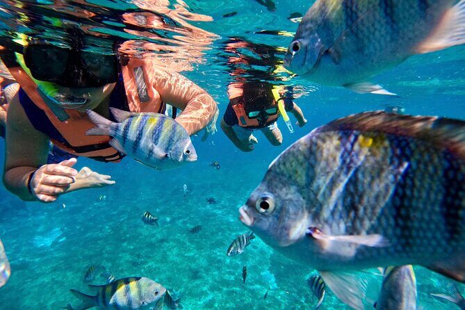 Transparent Boat Tour in Cozumel Reefs - FAQ