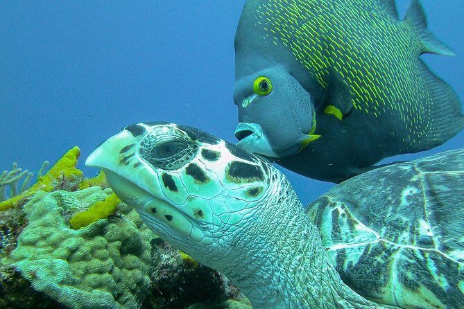 Travel ABOARD A JEEP and visit the most iconic places of Cozumel! - Final Thoughts