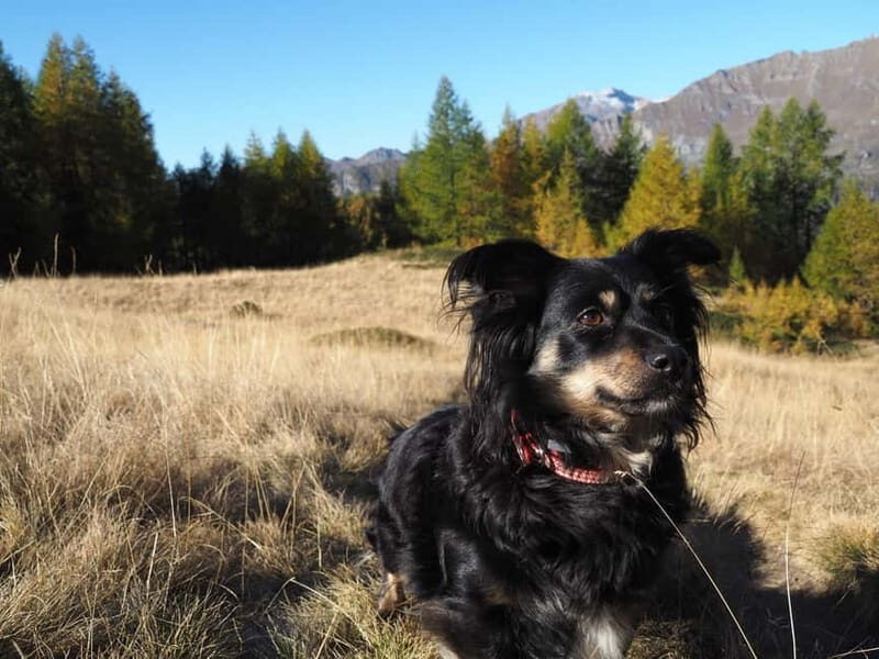 Travel with photography: 2-hour photo shoot - Why Consider This Experience?