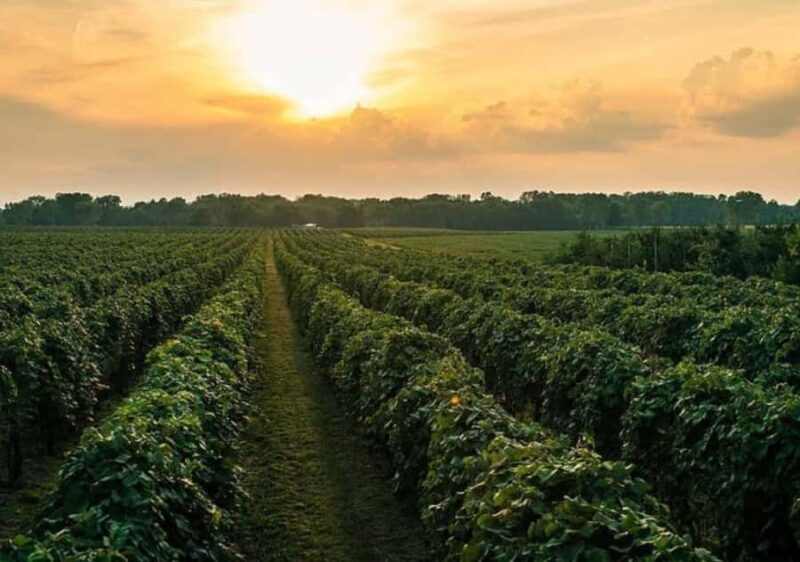 Traverse City: Old Mission Peninsula 4-Hour Sunset Wine Tour - A Deep Dive into the Old Mission Peninsula Sunset Wine Tour