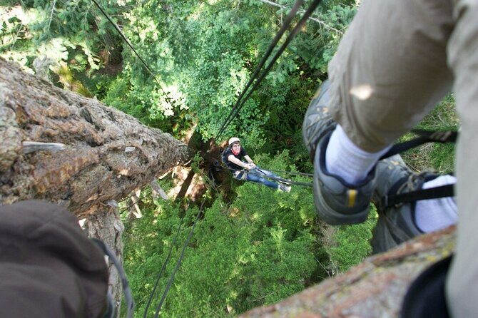 Tree Canopy Climbing on Lopez Island - The Guides and Safety