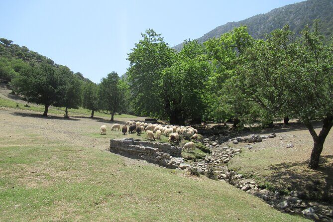 Trekking Rouvas Gorge - Who Should Consider This Tour?