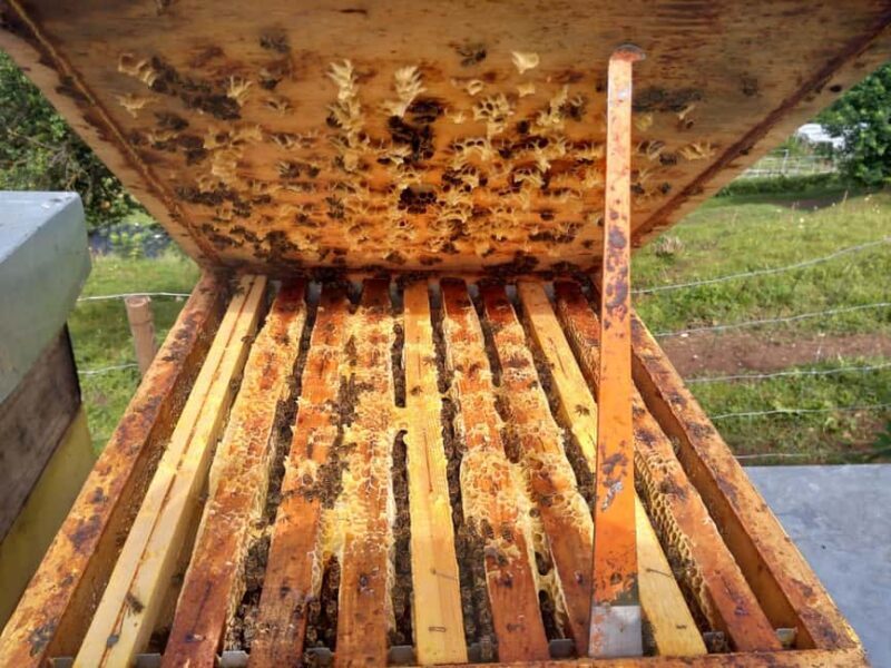 Trentino Agriconda: The adventure of the queen bee. We will explore the beehives. - An Honest Look at the Beekeeping Tour
