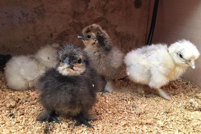 Trevena Glen 1hr Animal Tour - Who Is This Tour Best For?