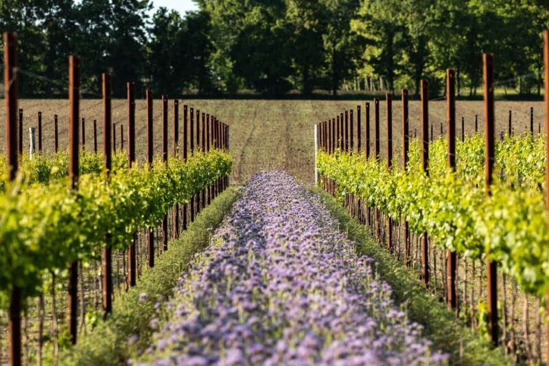 Treviso neighborhood: Tenute Tomasella/Wine Experience - FAQ