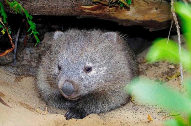 Triabunna: Maria Island and Ile Des Phoques Day Trip by Boat - A Deep Dive Into What You Can Expect