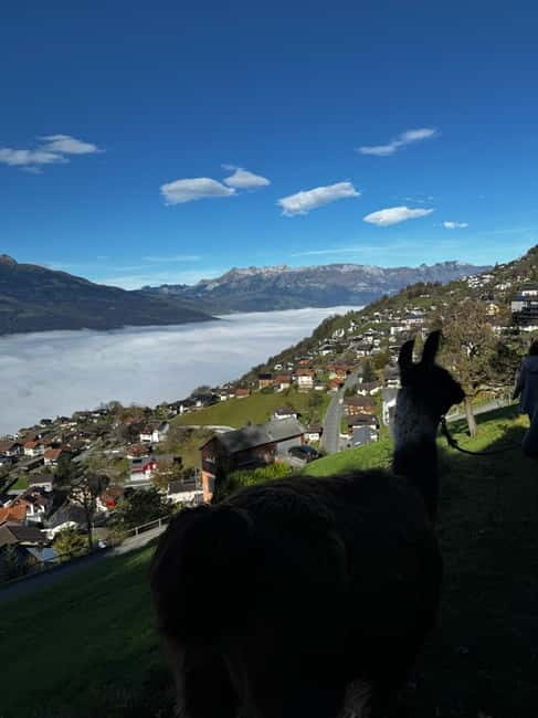 Triesenberg: Llama hike with a delicious BBQ in the middle of the forest - The BBQ in the Forest: More Than Just a Meal