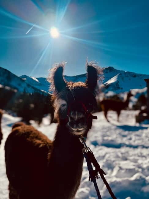 Triesenberg: Private hike with our llamas - Key Points