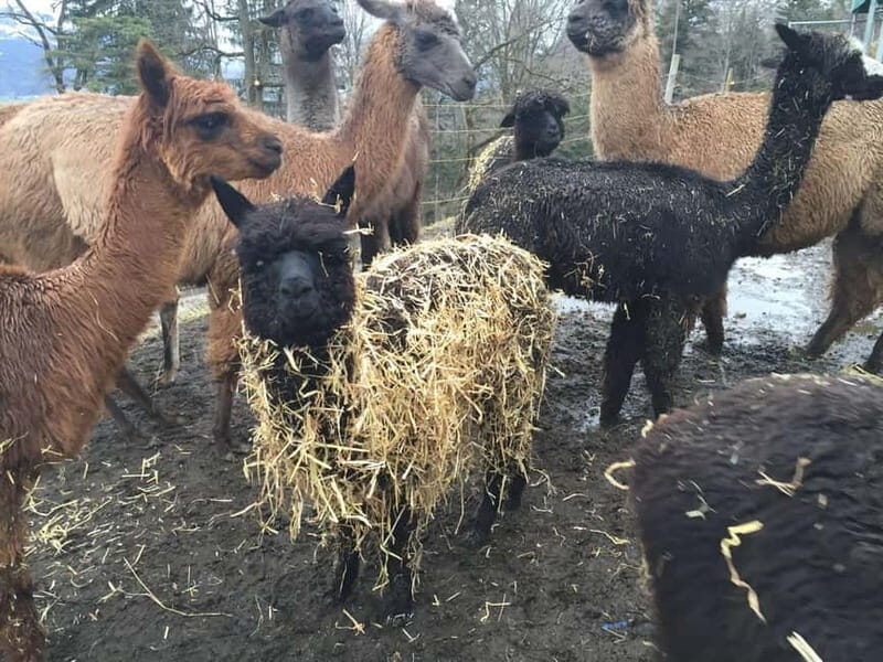 Triesenberg: Private hike with our llamas - Practical Details: What to Expect