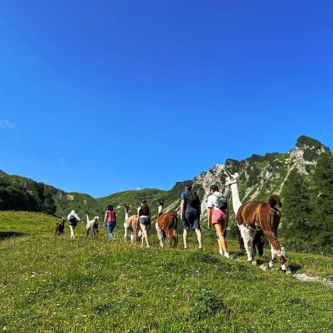 Triesenberg: Walk with Llamas in the Mountains - An Honest Look at the Experience