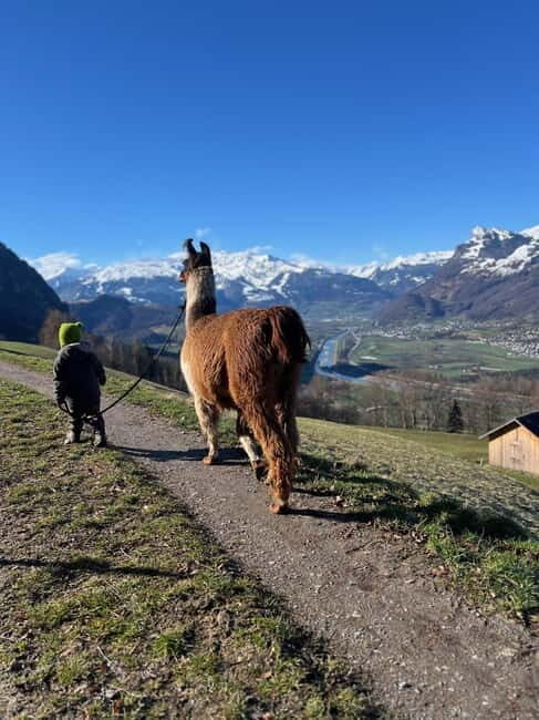 Triesenberg: Walk with Llamas in the Mountains - What Travelers Say