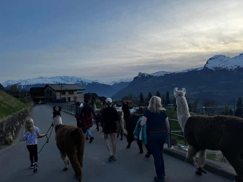 Triesenberg: Walk with Llamas in the Mountains - Who Should Consider This Tour?