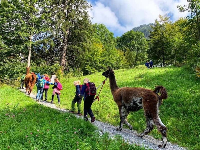 Triesenberg: Walk with Llamas in the Mountains - FAQs