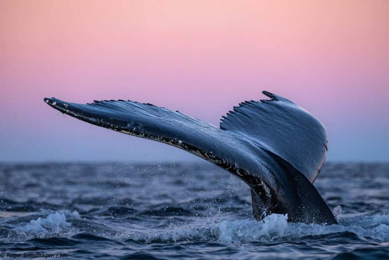 Tromsø: 24hr Northern Lights & Whale Watching Cruise - What Is Included and What to Expect