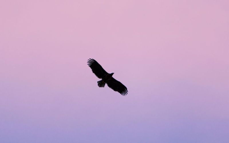 Tromsø: Arctic Fjord Cruise in Polar Landscapes - The boat experience: warm cabin, outdoor platforms, and real viewing space