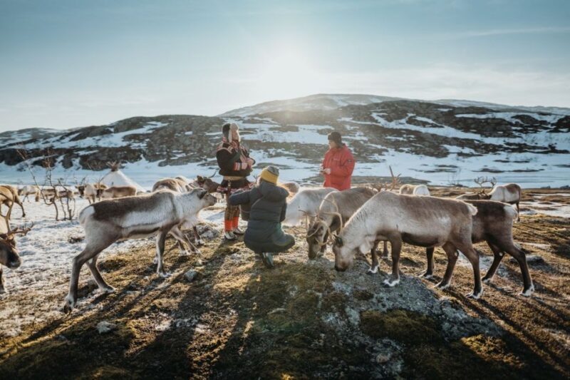 Tromsø: Arctic fjord sightseeing, Reindeer feeding and lunch - Key Points