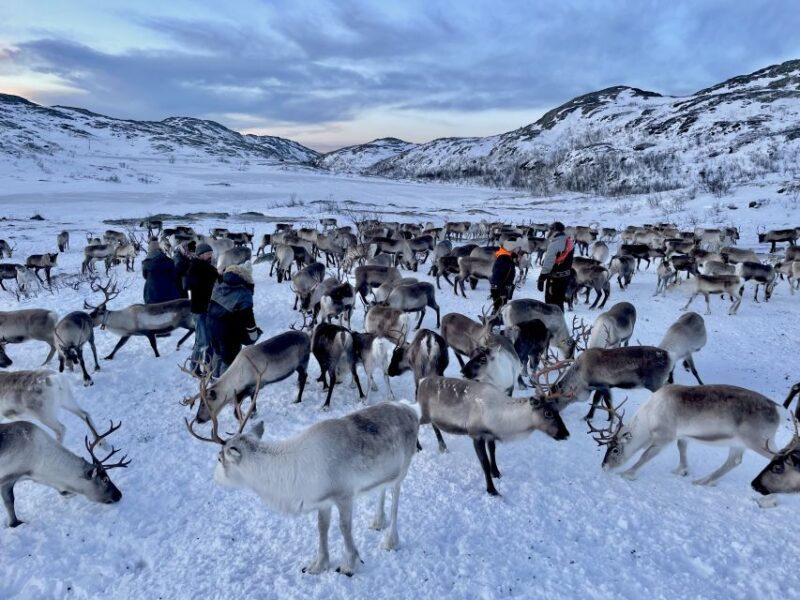 Tromsø: Arctic fjord sightseeing, Reindeer feeding and lunch - What to Expect from the Tromsø Reindeer and Fjord Tour